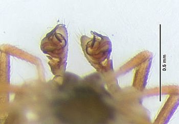 Media type: image; Invertebrate Zoology 95606